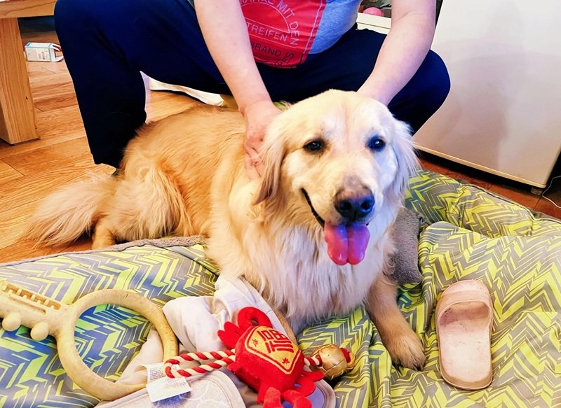 chó golden retriever 9