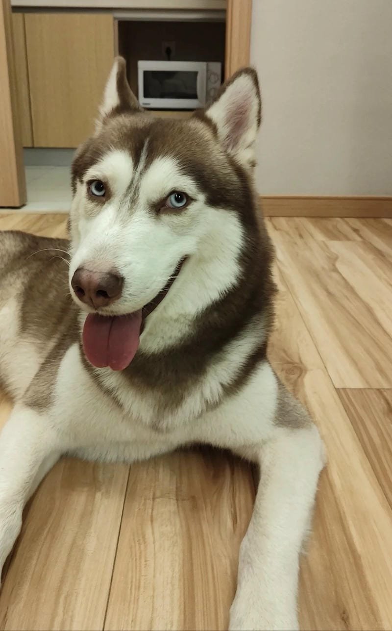 chó husky sibir 24