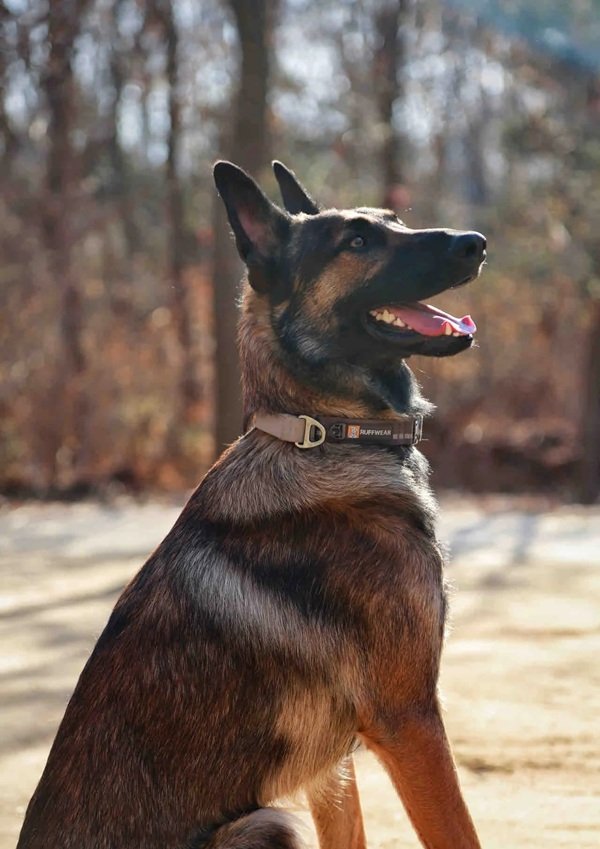 chó malinois 1