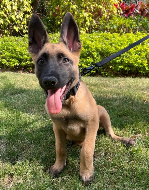 chó malinois 10