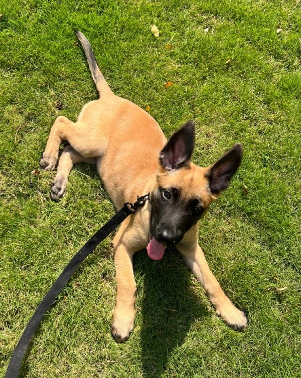 chó malinois 11