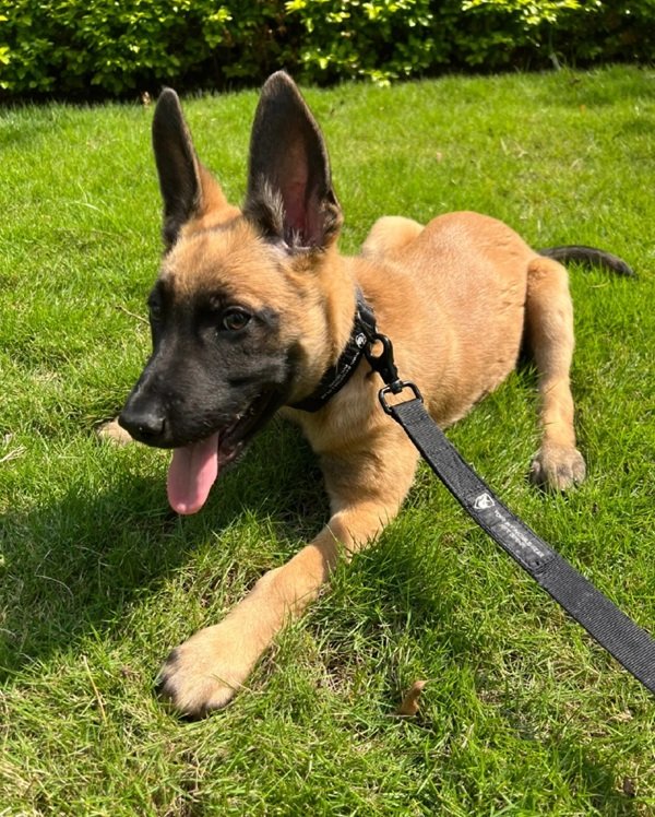 chó malinois 12