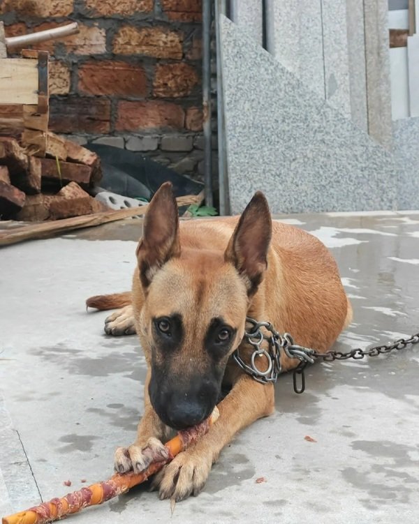 chó malinois 17