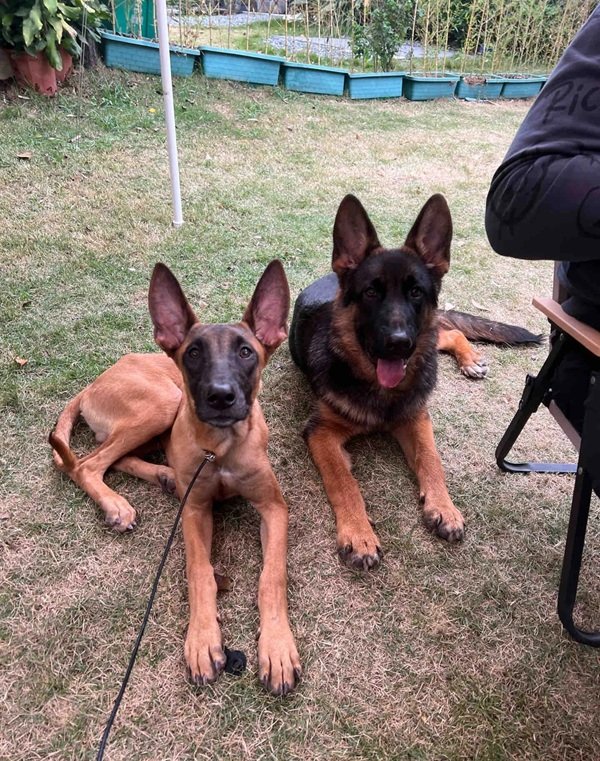 chó malinois 20