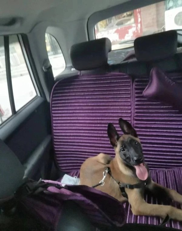 chó malinois 22