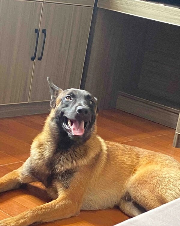 chó malinois 24