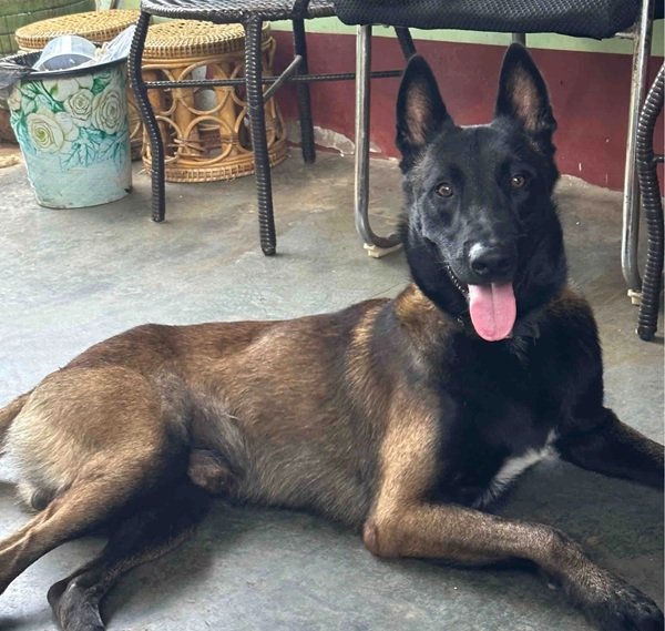 Tìm Hiểu Về Chó Malinois Trước Khi Quyết Định Nuôi