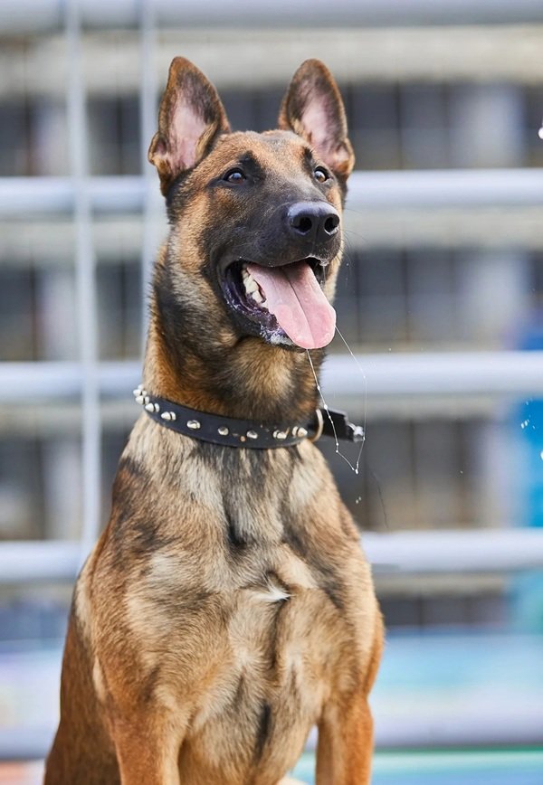 chó malinois 28