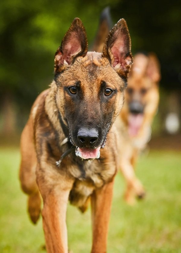 chó malinois 29