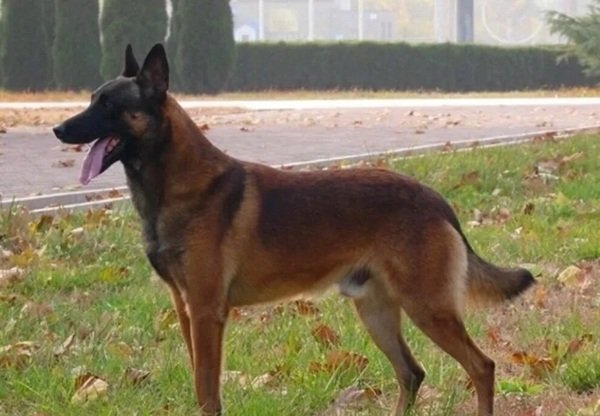 chó malinois 30