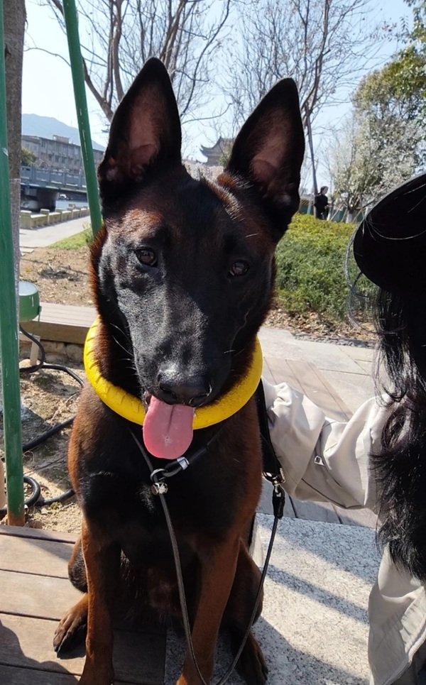 chó malinois 5