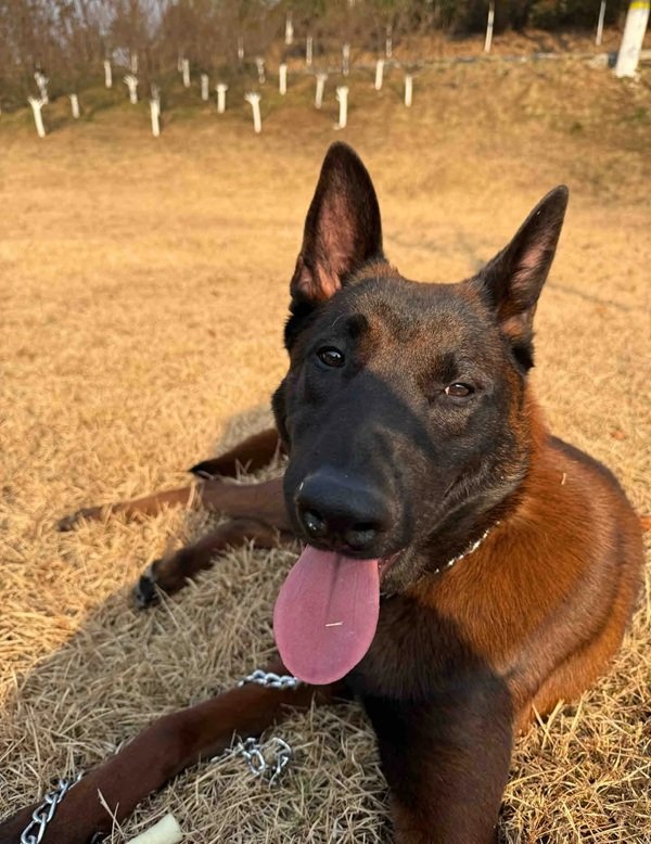 chó malinois 6