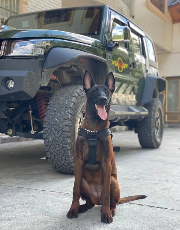 chó malinois 7