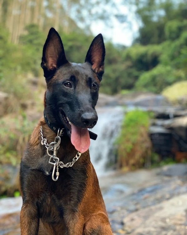 chó malinois 9