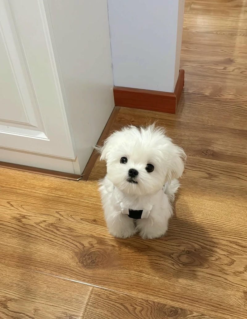 chó maltese 29
