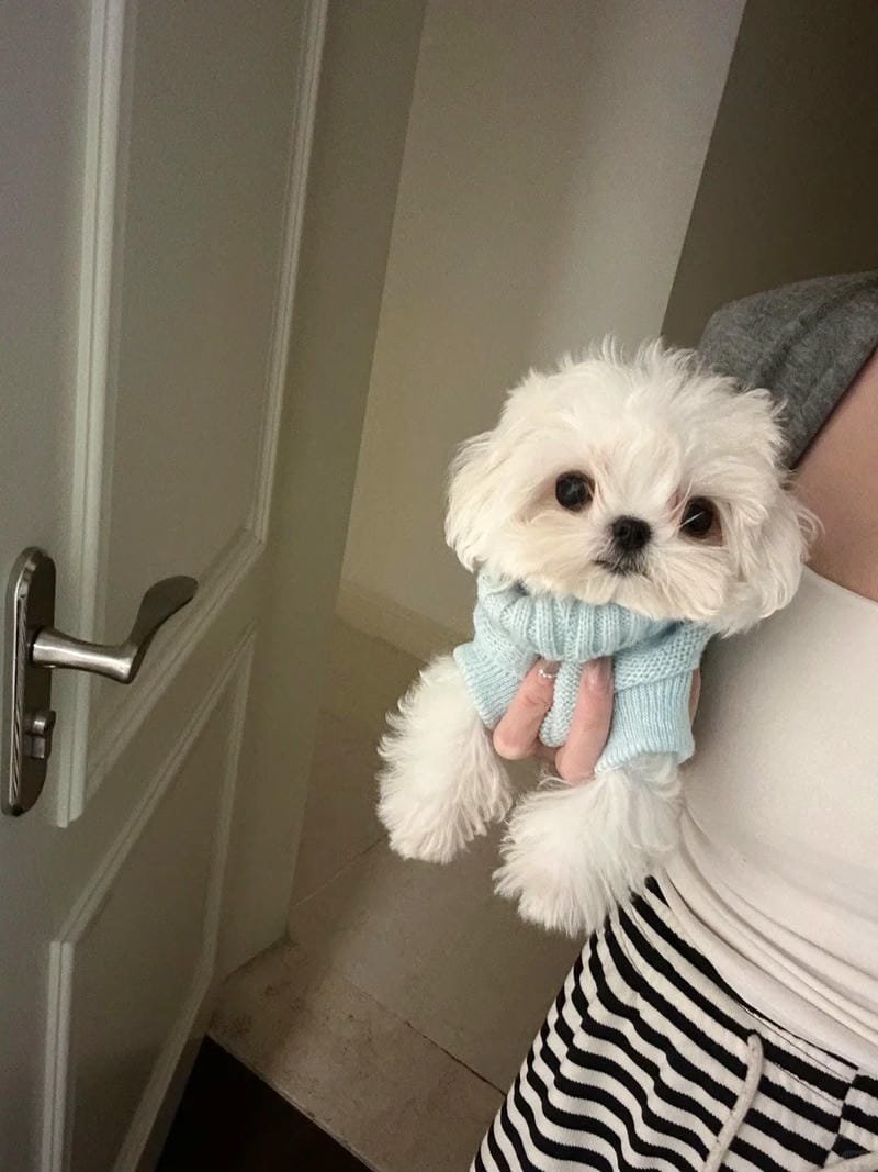 Chó Maltese: Nguồn gốc, đặc điểm, cách nuôi và giá bán