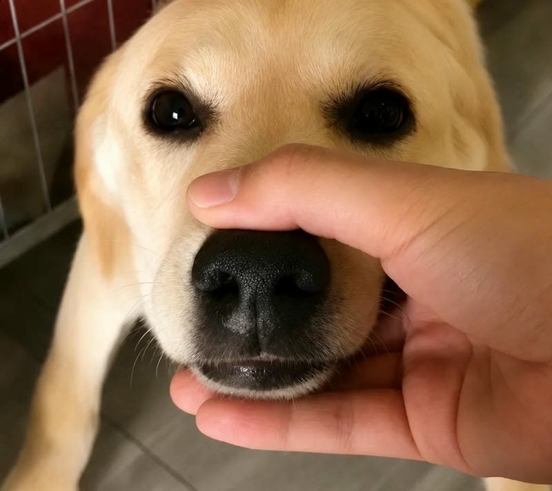 Chú chó dễ thương mang lại tiếng cười cho mọi người