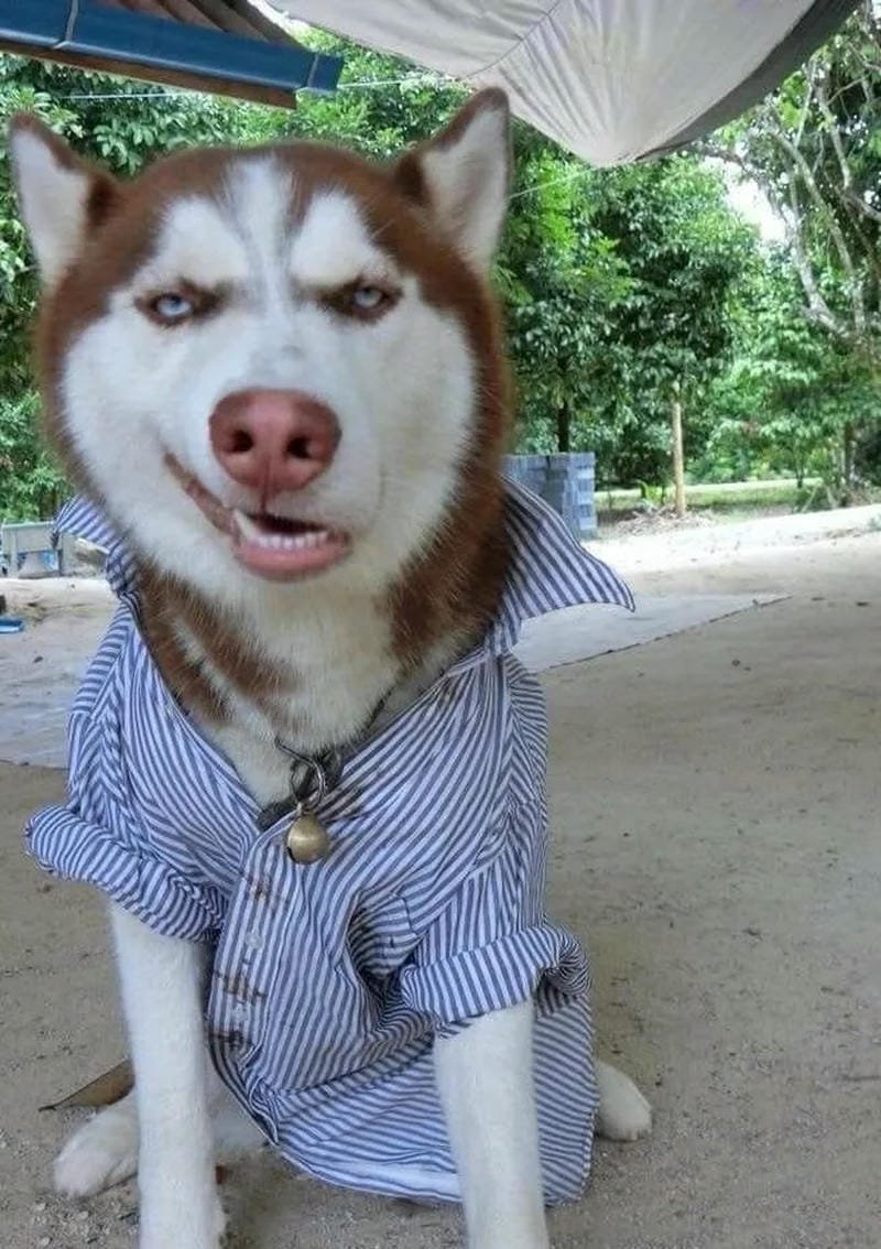 Meme thú cưng hài hước được chia sẻ rộng rãi