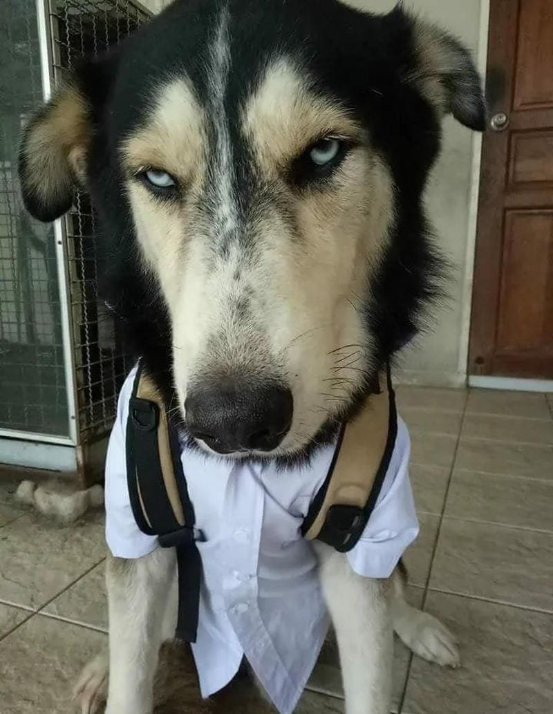 Chú chó đáng yêu trong khoảnh khắc gây cười