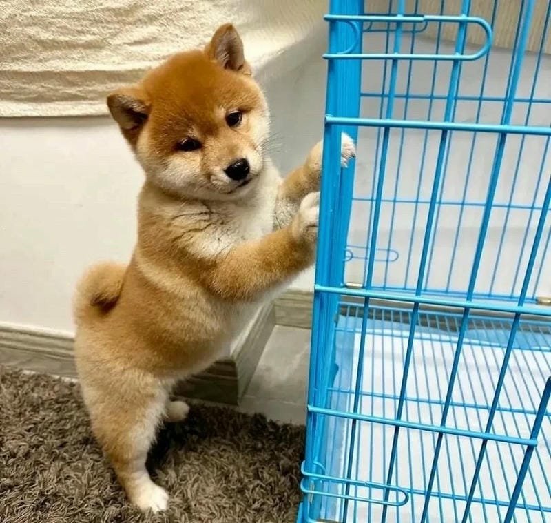 Meme thú cưng nổi bật trên cộng đồng internet