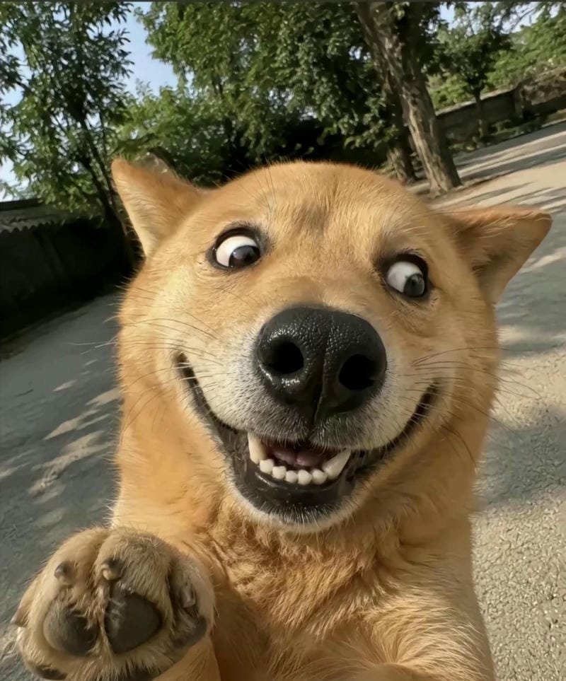 Chó meme hài làm ảnh đại diện cực kỳ vui nhộn