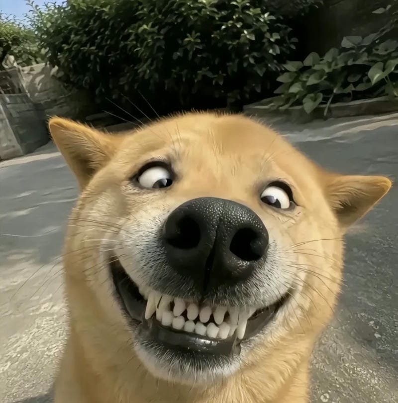 Meme động vật vui nhộn được giới trẻ yêu thích