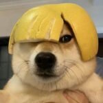 188+Ảnh Chó meme hài với biểu cảm nhìn là hiểu liền