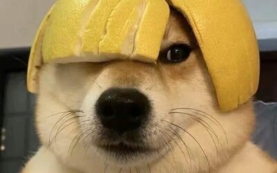 188+Ảnh Chó meme hài với biểu cảm nhìn là hiểu liền