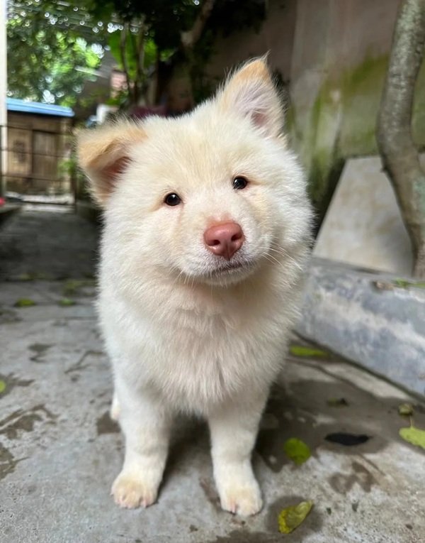 Chó Mũi Đỏ –Giống Chó Cá Tính, Trung Thành Và Được Ưa Chuộng