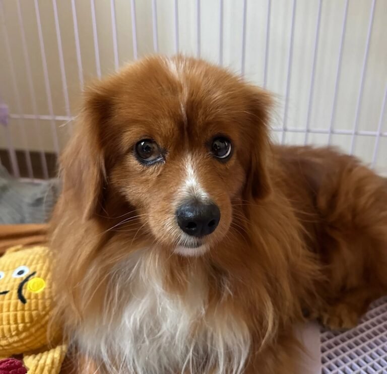 Chó Nhật Lai – Nhỏ Nhắn, Dễ Nuôi Và Rất Được Yêu Thích