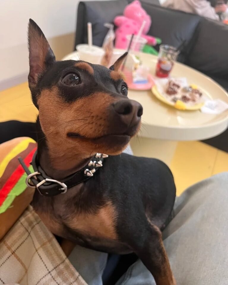 Chó Phốc – Nhỏ Nhắn, Lười Đáng Yêu Và Rất Dễ Gần