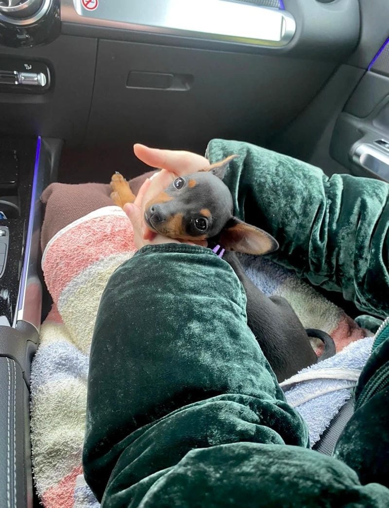 chó phốc hươu 1