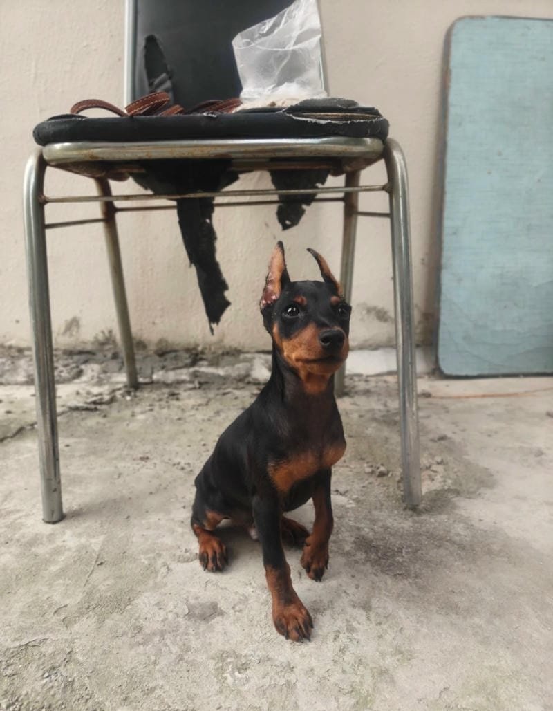 chó phốc hươu 10