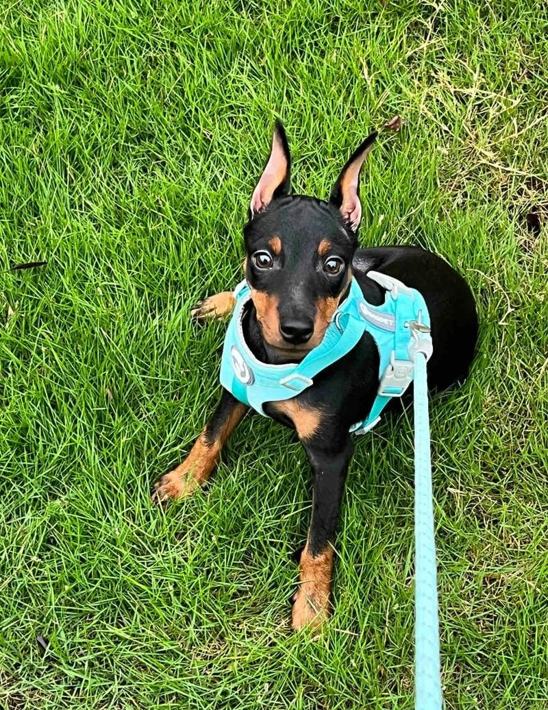 chó phốc hươu 11