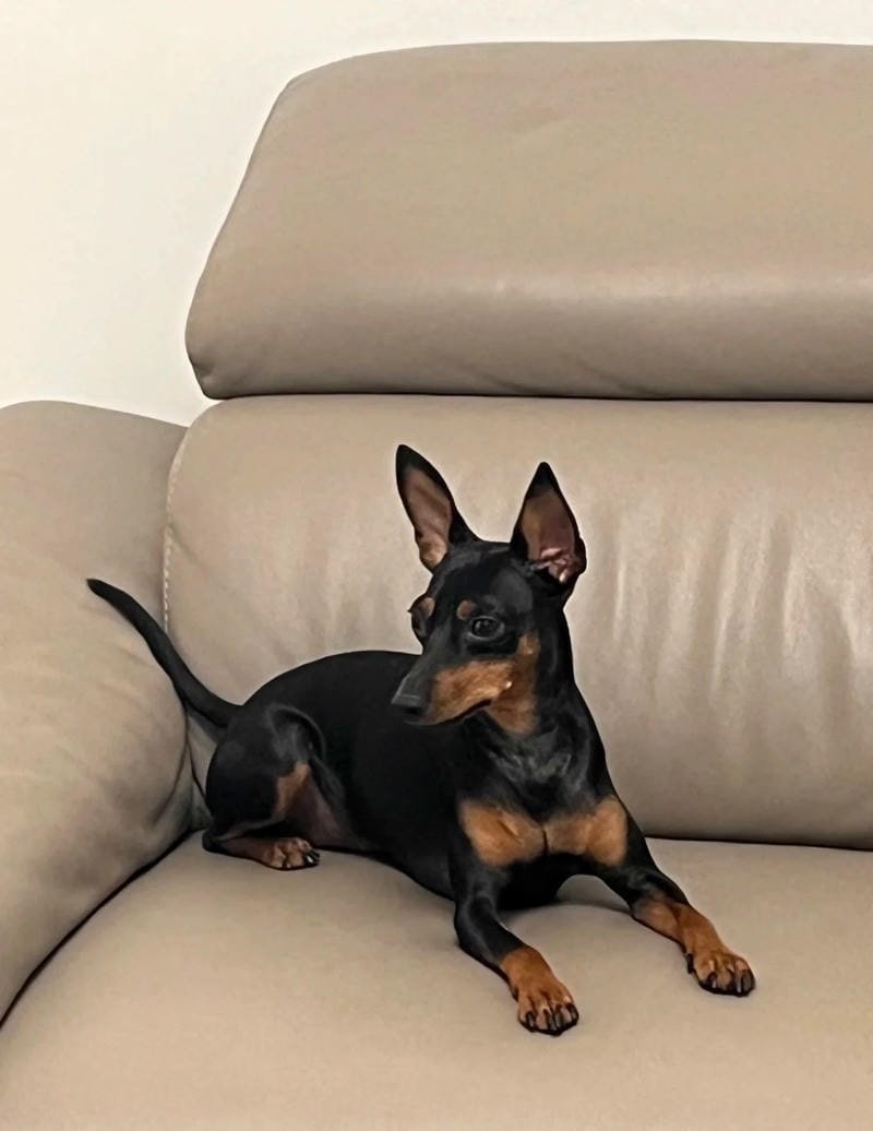 chó phốc hươu 13