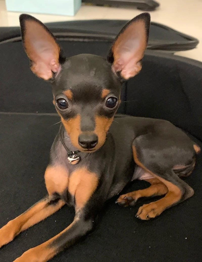 chó phốc hươu 14