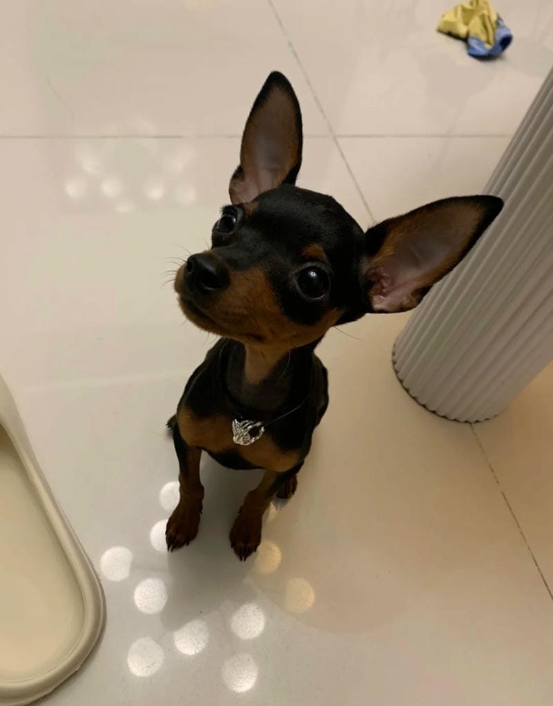 chó phốc hươu 15