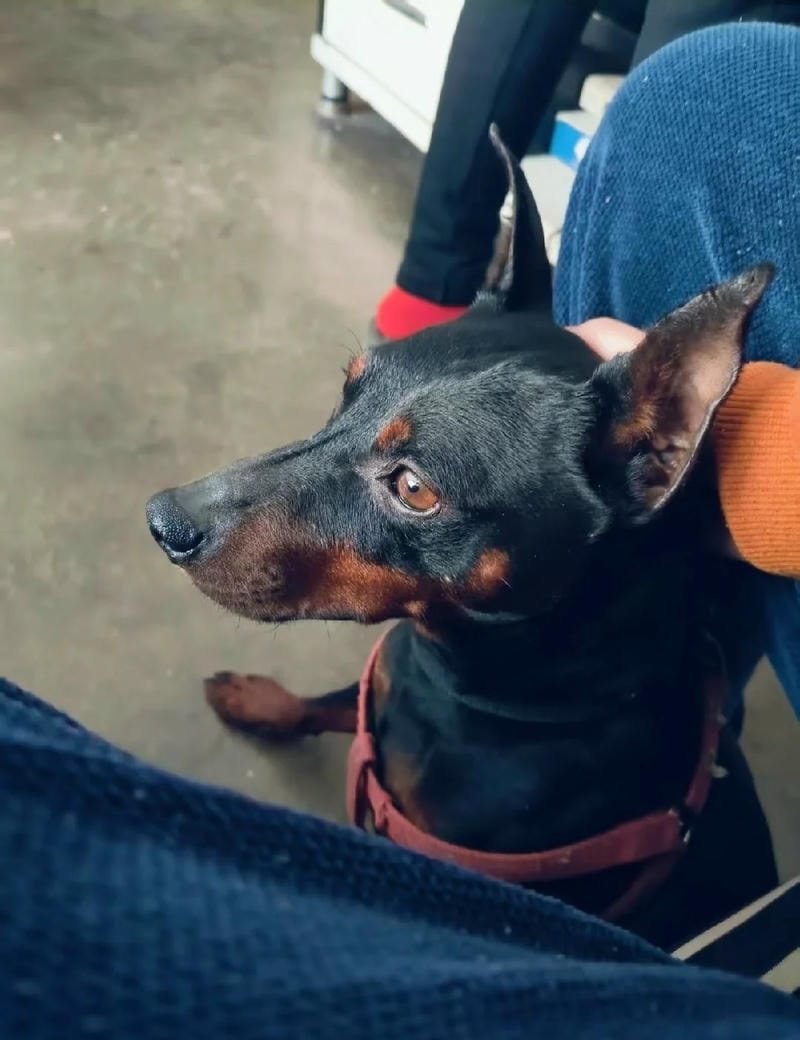 chó phốc hươu 16