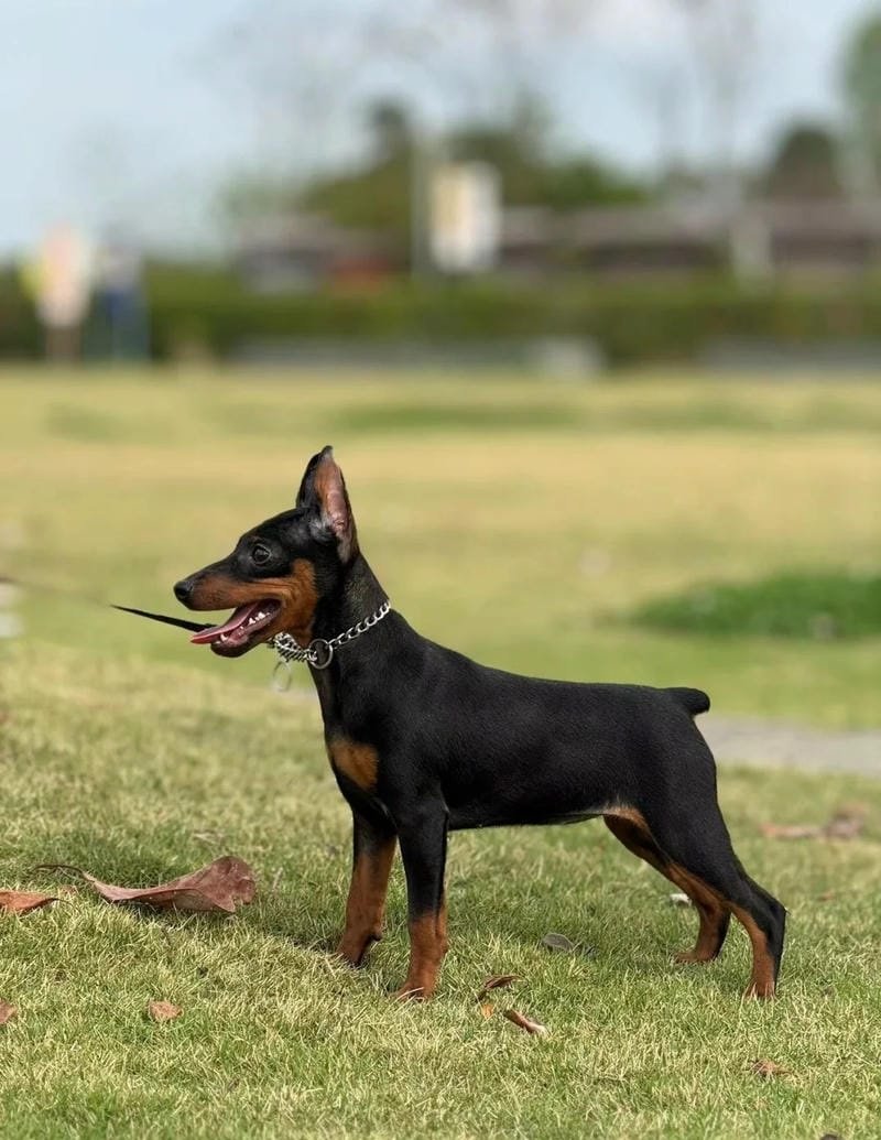 chó phốc hươu 17