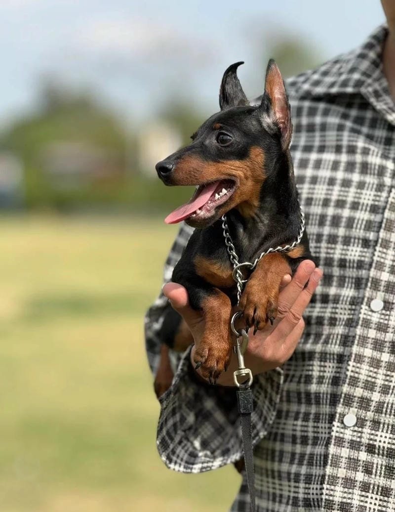 chó phốc hươu 18