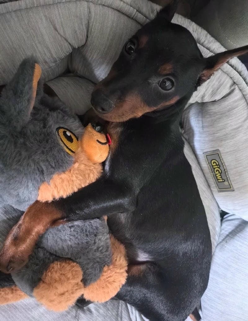 chó phốc hươu 19