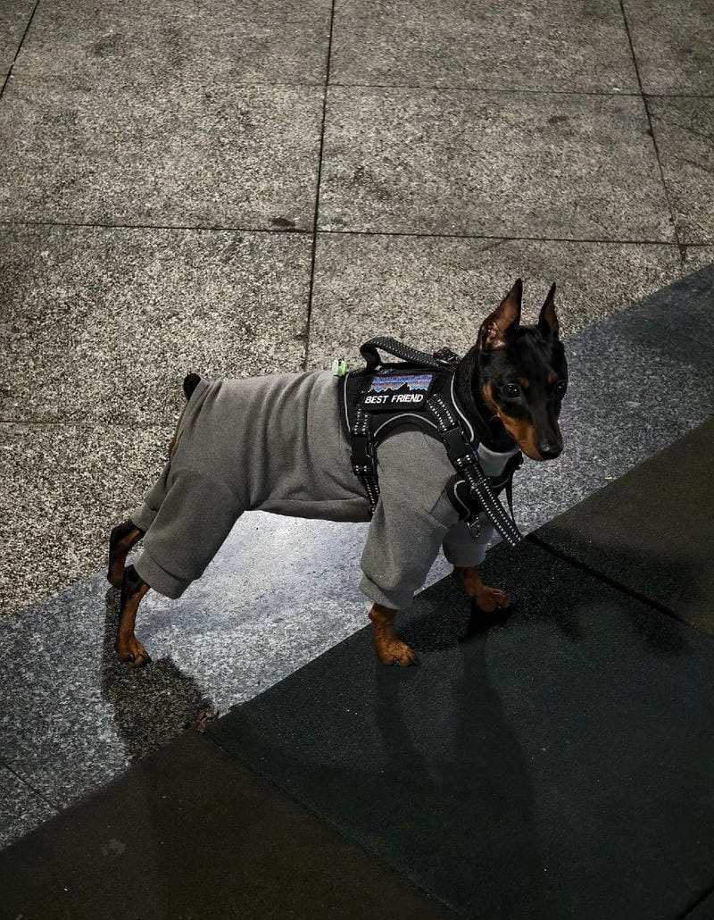 chó phốc hươu 2