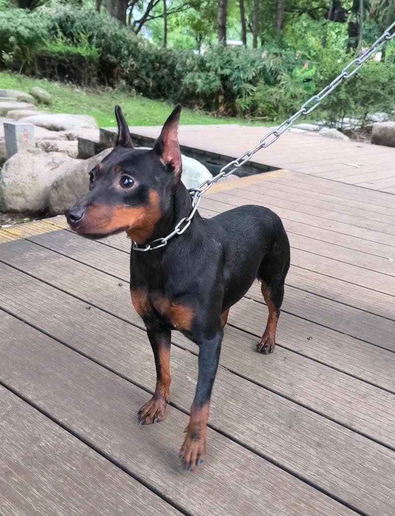 chó phốc hươu 20