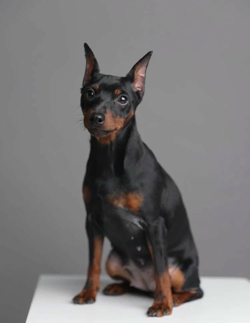 chó phốc hươu 22