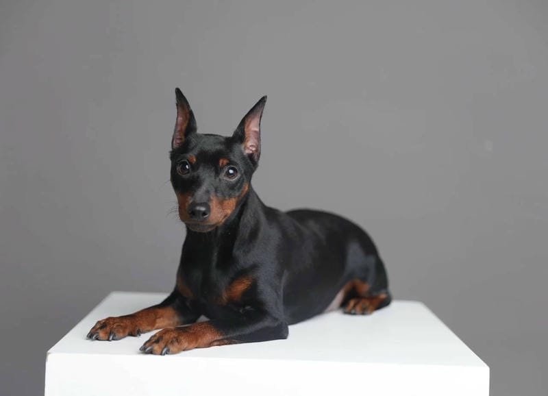 chó phốc hươu 23