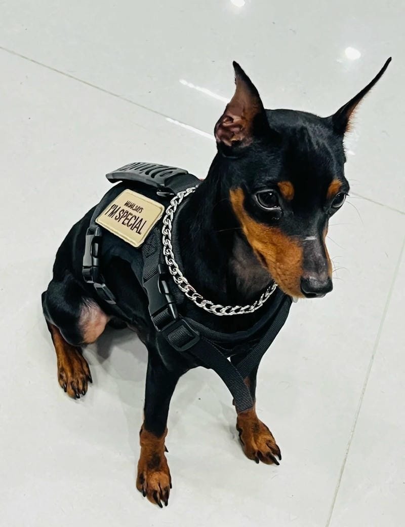 Chó Phốc Hươu: Nguồn gốc, đặc điểm, cách nuôi và giá bán