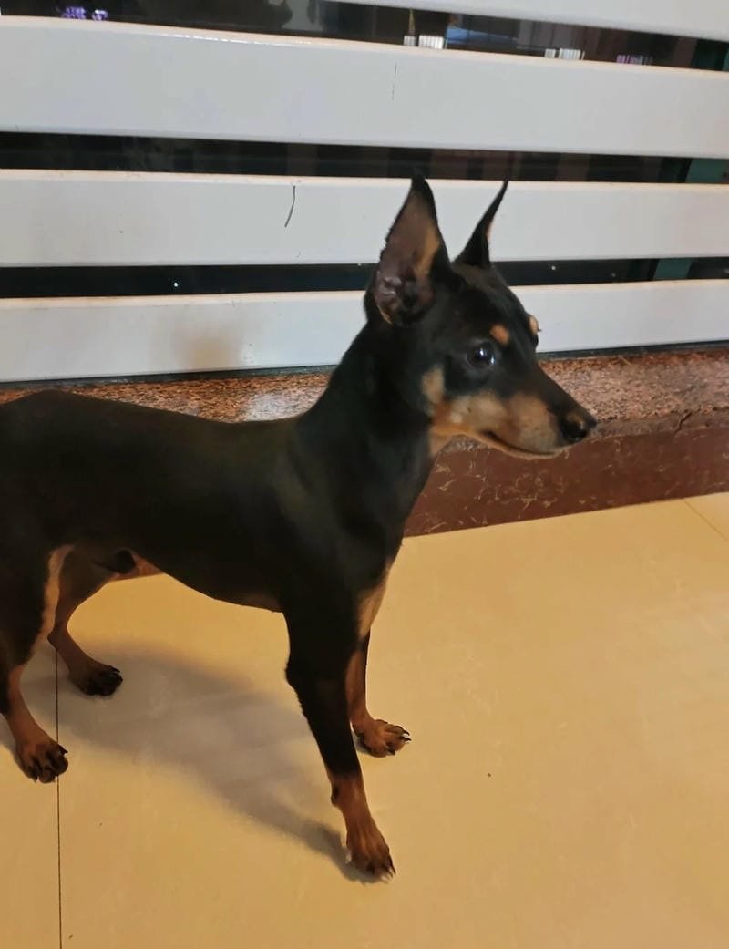 chó phốc hươu 25