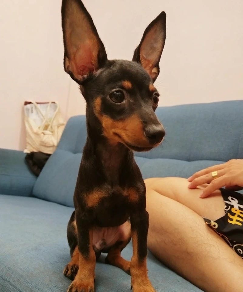 chó phốc hươu 26