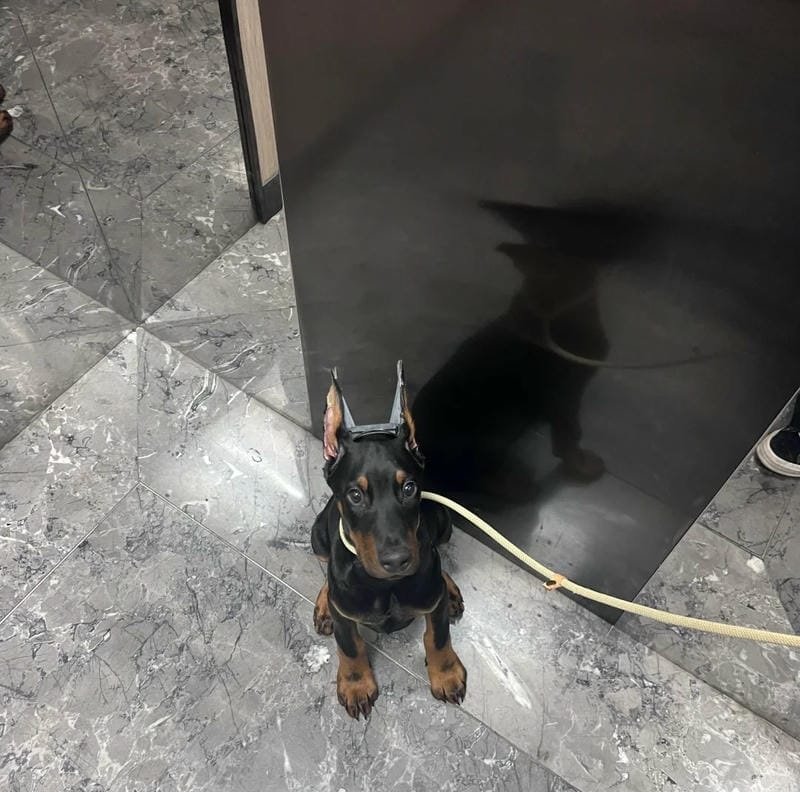 chó phốc hươu 27