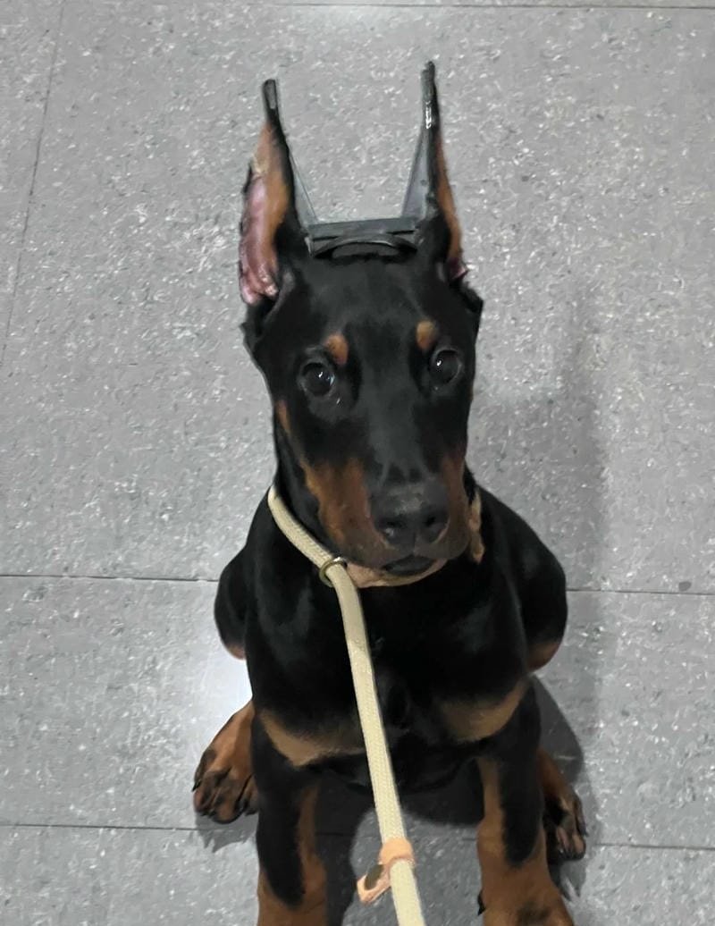 chó phốc hươu 28